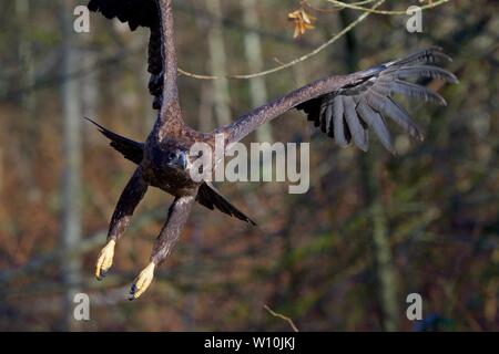 Unreife kahler Adler fliegt durch die Äste der Bäume, wie es in Richtung der Kamera in der Nähe von Goldstream Provincial Park, Vancouver Island, BC fliegt Stockfoto