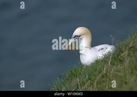 Northern Gannet (Morus bassanus) erwachsenen Vogel sammeln Nestmaterial, Yorkshire, England, Vereinigtes Königreich Stockfoto