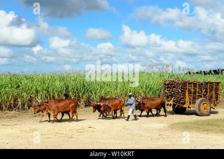 Ochsenkarren mit geerntetem Zuckerrohr (Saccharum officinarum), Dominikanische Republik Stockfoto