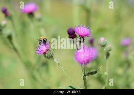 Hummel auf einer Distel Blume im Sommer close-up Stockfoto