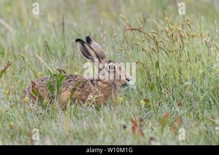 Europäische hare (Lepus europaeus) isst in der Wiese mit Morgentau, Texel, Niederlande Stockfoto