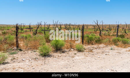 Chemische Garten in heissen trockenen Klimas Stockfoto