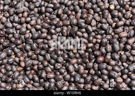 Kaffeebohnen trocknen in der Sonne auf einer Kaffeeplantage Stockfoto