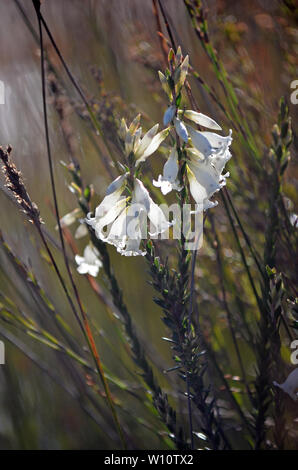 Weiß röhrenförmigen Blüten der australischen Ureinwohner Stumpf - Blatt Heide, Epacris obtusifolia, wachsende entlang der Kleinen Marley fire Trail, Royal National Park, Stockfoto