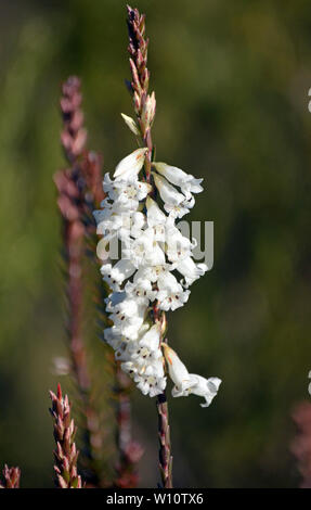 Weiß röhrenförmigen Blüten der australischen Ureinwohner Stumpf - Blatt Heide, Epacris obtusifolia, wachsende entlang der Kleinen Marley fire Trail, Royal National Park, Stockfoto