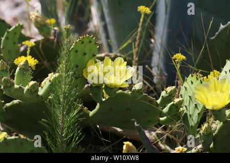Frühling blühen auf ein feigenkakteen. Stockfoto