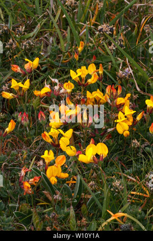 Lotus corniculatus, Aubergine, Eierfrucht Blüte in einer Einstellung, Pembrokeshire, West Wales. Stockfoto