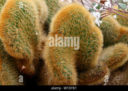 Golden Rattenschwanz Kaktus, Cleistocactus Winteri, Forma cristata Stockfoto