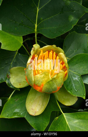 Liriodendron tulipifera, Tulip Tree in Blüte. Stockfoto