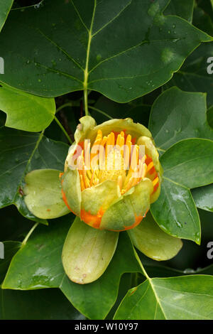 Liriodendron tulipifera, Tulip Tree in Blüte. Stockfoto