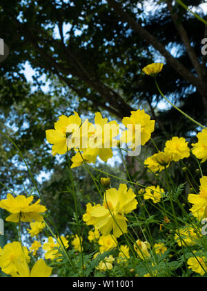 Schwefel Kosmos oder Cosmos Sulfureus gelb oder Klondike, schöne Blumen auf grüne Blätter Hintergrund. Low Angle Shot. Stockfoto