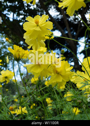 Schwefel Kosmos oder Cosmos Sulfureus gelb oder Klondike, schöne Blumen auf grüne Blätter Hintergrund. Low Angle Shot. Stockfoto