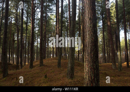 Pinien innerhalb von Tentsmuir Wald, Fife, Schottland Stockfoto