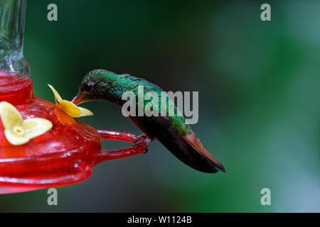 Rufous-tailed Kolibri (Amazilia tzacatl) Stockfoto