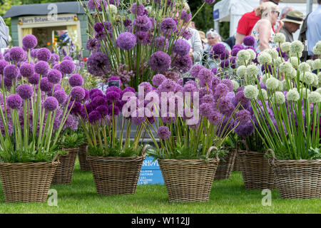 Alliums auf einer Gärtnerei stand auf der RHS Harlow Carr flower show. Harrogate, England Stockfoto