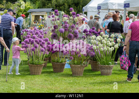 Alliums auf einer Gärtnerei stand auf der RHS Harlow Carr flower show. Harrogate, England Stockfoto