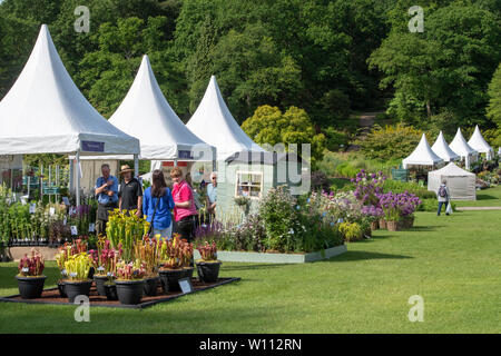 Gärtnerei steht an RHS Harlow Carr flower show. Harrogate, England Stockfoto