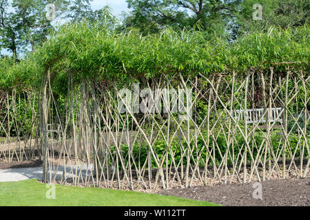 Living willow gewölbten der Weg in den Gemüsegarten im RHS Harlow Carr Gärten. Harrogate, England Stockfoto