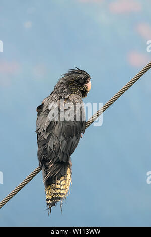 Weiblich Red-tailed Black Cockatoo (Calyptorhynchus banksii) auf einem Draht an Birdworld in Kuranda gelegen, in der Nähe von Cairns, Far North Queensland, FNQ, QLD, Australien Stockfoto