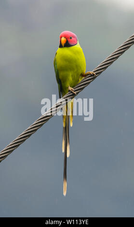 Pflaume - parakeet (Psittacula cyanocephala) unter der Leitung von Indien thront auf einem Draht an Birdworld in Kuranda, Far North Queensland, FNQ, QLD, Australien Stockfoto