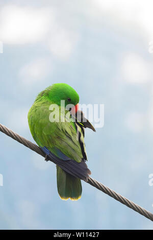 Eclectus Parrot (Eclectus roratus) putzen, Birdworld in Kuranda, in der Nähe von Cairns, Far North Queensland, FNQ, QLD, Australien Stockfoto