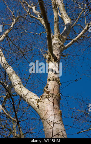 Nahaufnahme der peeling Papier - Rinde von Hänge-birke (Betula pendula), Sir Harold Hillier Gardens, Romsey, Hampshire, Großbritannien Stockfoto