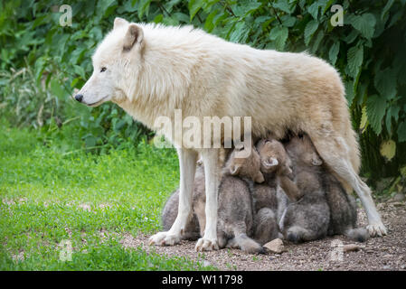 Arctic Wolf Welpen säugen Stockfoto