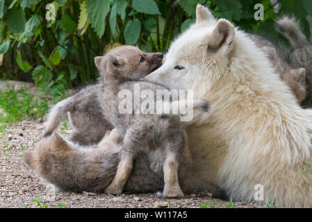 Arctic Wolf pup Verklebung mit einem Satz Mitgliedstaaten Stockfoto