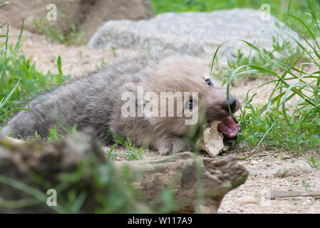 Arctic Wolf pup Stockfoto