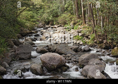 Kleiner Bach in Volcan Baru National Park Panama Stockfoto