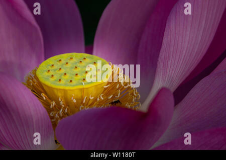 In der Nähe von schönen rosa Sacred lotus Blume blühen mit gelben Samen pod Stockfoto