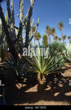 Der Botanischen Garten von Madeira unter strahlendem Sonnenschein, Funchal, Madeira, Portugal, Europäische Union Stockfoto