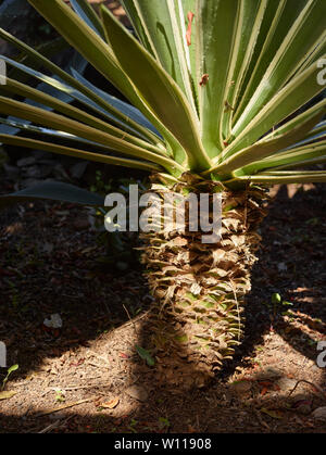 Der Botanischen Garten von Madeira unter strahlendem Sonnenschein, Funchal, Madeira, Portugal, Europäische Union Stockfoto