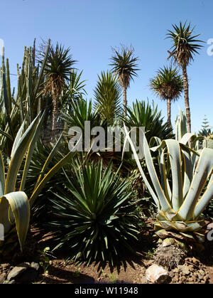 Der Botanischen Garten von Madeira unter strahlendem Sonnenschein, Funchal, Madeira, Portugal, Europäische Union Stockfoto