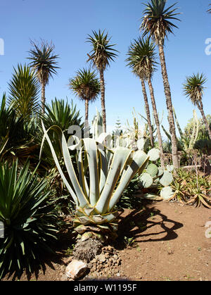 Der Botanischen Garten von Madeira unter strahlendem Sonnenschein, Funchal, Madeira, Portugal, Europäische Union Stockfoto