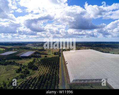 Antenne verrechnet Obst kommerzielle Obstgarten in der Nähe von Childers Queensland Australien Stockfoto