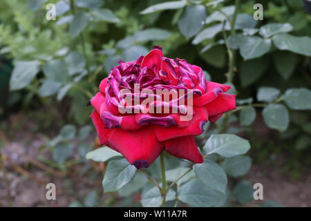 Rote Rosen von der Sonne und Hitze versengt. Stockfoto