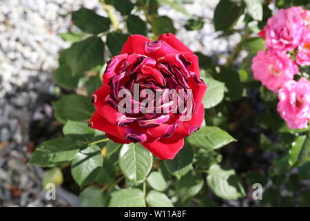 Rote Rosen von der Sonne und Hitze versengt. Stockfoto