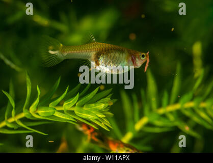 Mehrere der Guppy im Aquarium. Selektiver Fokus mit geringer Tiefenschärfe. Stockfoto