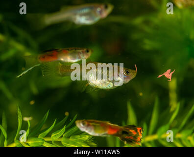 Mehrere der Guppy im Aquarium. Selektiver Fokus mit geringer Tiefenschärfe. Stockfoto