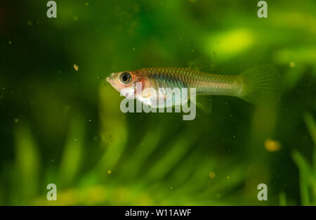 Mehrere der Guppy im Aquarium. Selektiver Fokus mit geringer Tiefenschärfe. Stockfoto