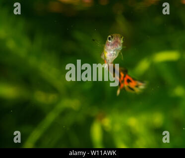 Mehrere der Guppy im Aquarium. Selektiver Fokus mit geringer Tiefenschärfe. Stockfoto