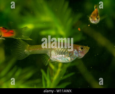 Mehrere der Guppy im Aquarium. Selektiver Fokus mit geringer Tiefenschärfe. Stockfoto