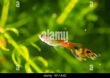 Mehrere der Guppy im Aquarium. Selektiver Fokus mit geringer Tiefenschärfe. Stockfoto