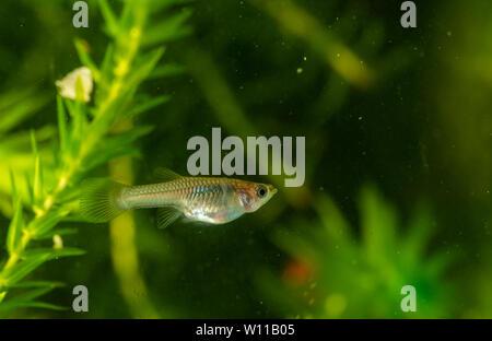 Mehrere der Guppy im Aquarium. Selektiver Fokus mit geringer Tiefenschärfe. Stockfoto