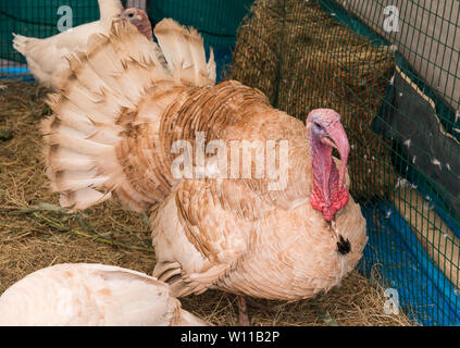 Die Türkei in einem Käfig. Selektive konzentrieren. Stockfoto