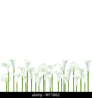 Viel weißen calla Blumen auf einem weißen Hintergrund. Hintergrund. Stockfoto