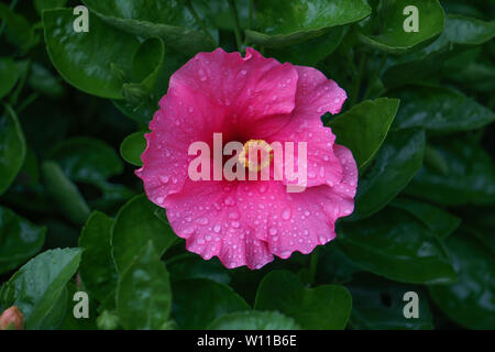 Single Rosa Hibiskus Blume mit Wassertropfen. Isolierte Rosa Hibiskus HD-Bild Stockfoto