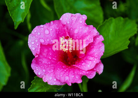 Rosa Hibiskus Blume grün Hintergrund mit Regentropfen HD-Bild Stockfoto