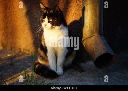 Sitzung tricolor Katze Portrait bei Sonnenuntergang mit Sonnenlicht in Augen, Fallrohr und an der Wand des Hauses hinter ihm Stockfoto